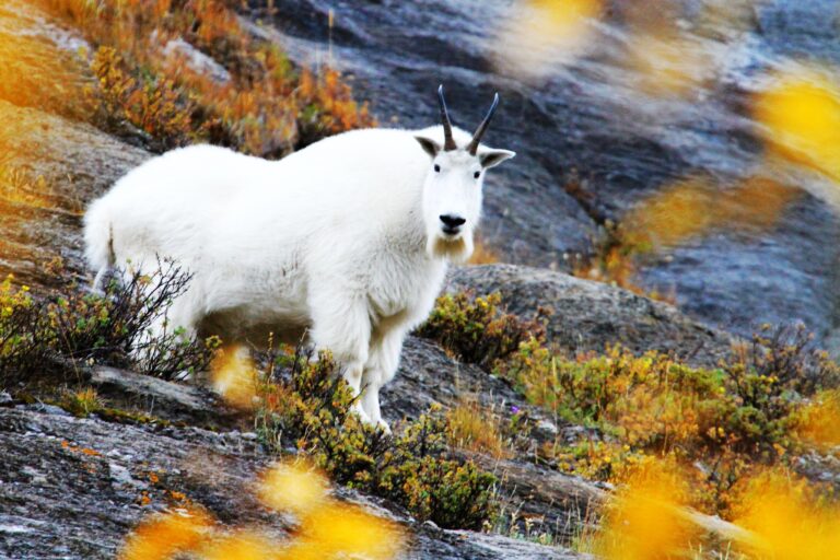 PNOA Outdoor Safety Series-Wildlife Safety Webinar北美西部野生动物安全分享